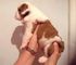 Gratis Excelente grueso Kc Bulldog Inglés cachorros para adopción - Foto 1