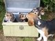 Gratis hermoso beagle cachorros para adopción