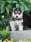 Gratis Husky Siberiano cachorros listo - Foto 1