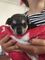 Gratis Impresionantes cachorros de Chihuahua para la adopción lib - Foto 2