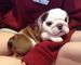 Gratis Jack Russell cachorros corto patas para adopción - Foto 1