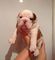 Gratis Jack Russell cachorros corto patas para adopción - Foto 2