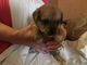 Gratis Jack Russell cachorros para adopción - Foto 2