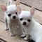 Gratis KC Chihuahua cachorros listo - Foto 1