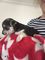 Gratis KC larga capa macho cachorro Misty solo para adopción - Foto 1