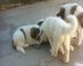 Gratis kc mastiff de los pirineos cachorros listo