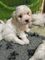 Gratis kc reg impresionante rojo toy poodle en adopción