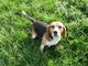 Gratis KC registrado hermoso cachorros de Beagle para la adopción - Foto 1