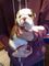 Gratis kc registrados bulldog inglés para adopción