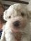 Gratis kc registrados maltés cachorro niño para adopción