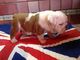 Gratis KC rojo y blanco British Bulldog macho cachorros para adop - Foto 2