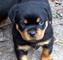 Gratis kc rottweiler cachorros listo