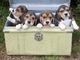 Gratis kennel club registered beagle puppies