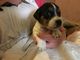 Gratis Muy pequeño Jack Russell cachorros para adopción - Foto 1