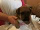 Gratis Muy pequeño Jack Russell cachorros para adopción - Foto 2