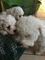 Gratis Pedigree cachorros Maltés para adopción - Foto 2