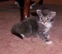 Gratis Pedigree completo Maine Coon gatitos - Foto 1