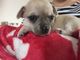 Gratis probado semental fawn chihuahua para la adopción