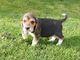 Gratis refrigeración de quilla reg beagle cachorros para adopción