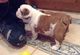 Gratis reg bulldog inglés perra para su adopción