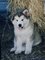 Gratis regalo alaskan malamute cachorros