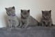 Gratis regalo gatos británicos del gatito del azul de shorthair