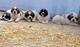 Gratis Regalo lhasa apso cachorros listo - Foto 1