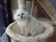 Gratis Regalo persas gatitos listo regalo - Foto 1