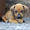 Gratis rhodesian cachorros listo - Foto 1