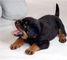 Gratis rottweiler cachorros disponible - Foto 1