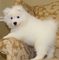 Gratis Samoyedo cachorros disponible - Foto 1