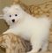 Gratis samoyedo cachorros disponible