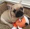 Gratis Sólido rojo británico Bulldog para adopción - Foto 2