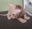 Gratis Sphynx gatitos disponibles ahora - Foto 1