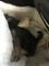 Gratis Stuning American Akita cachorros para la adopción - Foto 1