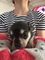 Gratis Suave capa Chihuahua cachorros solo para adopción - Foto 1