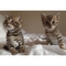 Gratis Tenemos 4 gatitos de Bengala - Foto 1