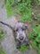 Gratis Wolfhound irlandés cachorros listo - Foto 1