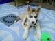 Husky siberiano entrenado casero adorable para la adopcion