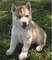 Increíble cachorro de Siberian Husky! - Foto 1