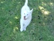 Increíble cachorro de Siberian Husky! - Foto 1