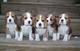 KC beagle cachorros disponible - Foto 1