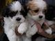 Kc lhasa apso cachorros listo