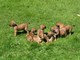KC Rhodesia cachorros disponible - Foto 1