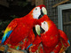 Loro del macaw del escarlata por 200 euro - Foto 1