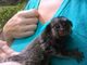 Monos marmoset disponibles para la adopción