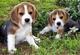 Montas , excelente cachorros Beagle listo - Foto 1
