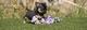 Muy pequeños perritos chihuahu excepcionales para adopcion - Foto 1