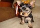 Pequeños perritos adorables del Yorkie del bebé - Foto 1