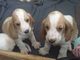 Regalo 3 basset hound cachorros